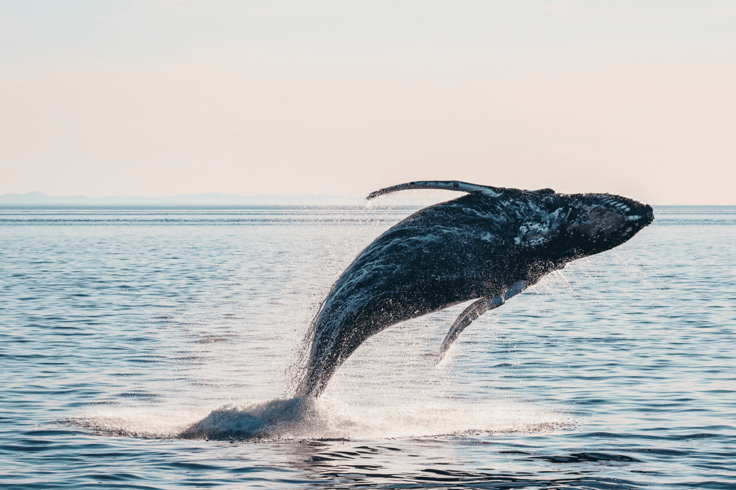 A whale breeching in Victoria, BC